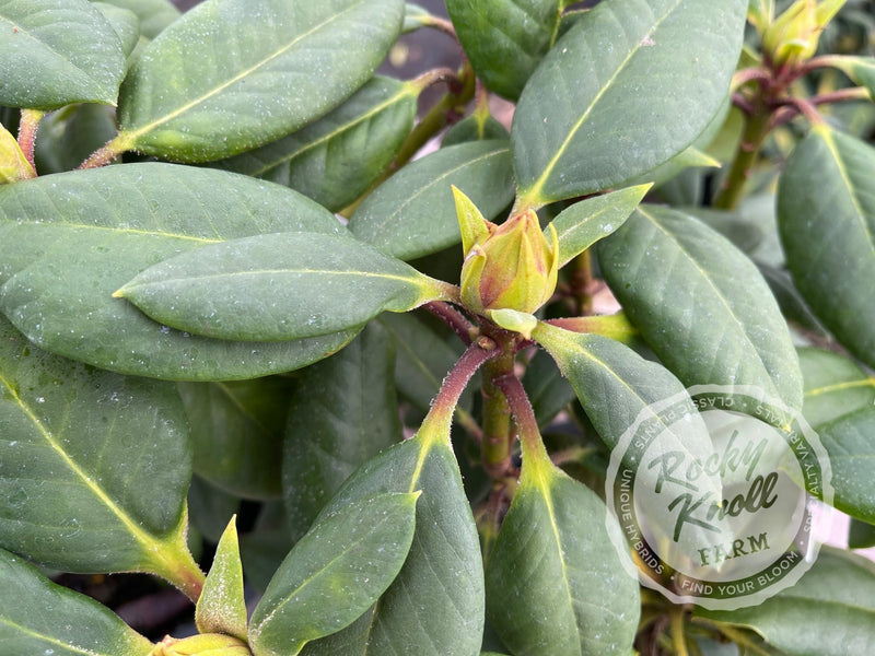 Virginia Richards plant from Rocky Knoll Farm