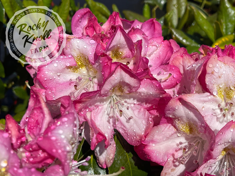 Virginia Richards plant from Rocky Knoll Farm