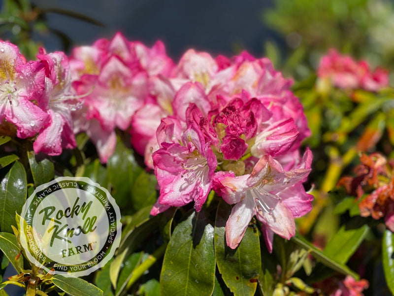 Virginia Richards plant from Rocky Knoll Farm