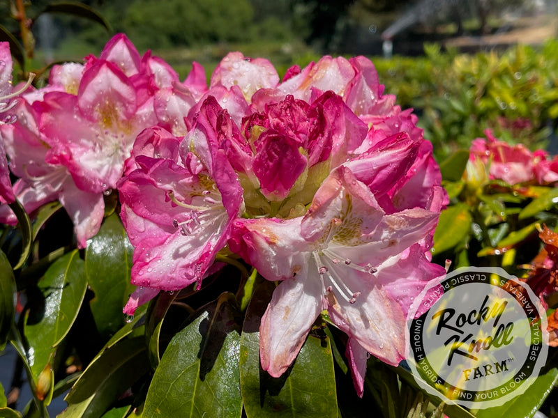 Virginia Richards plant from Rocky Knoll Farm