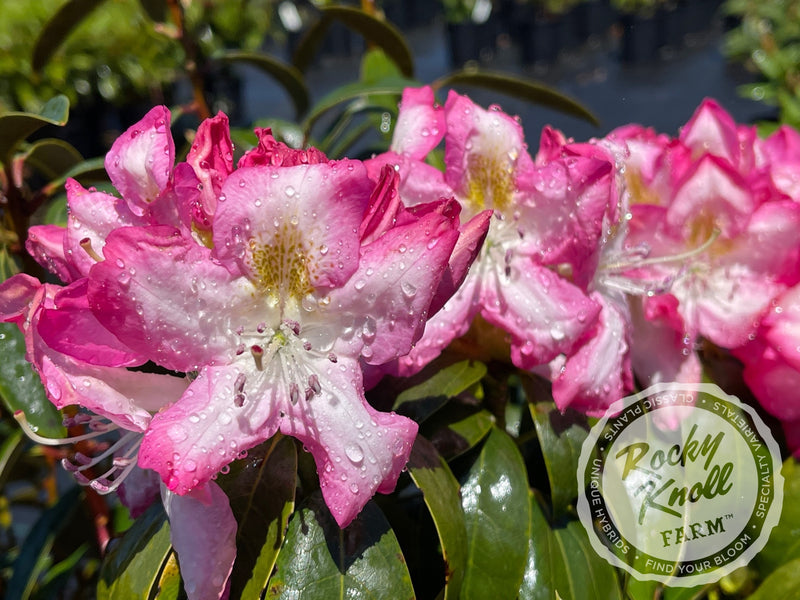 Virginia Richards plant from Rocky Knoll Farm