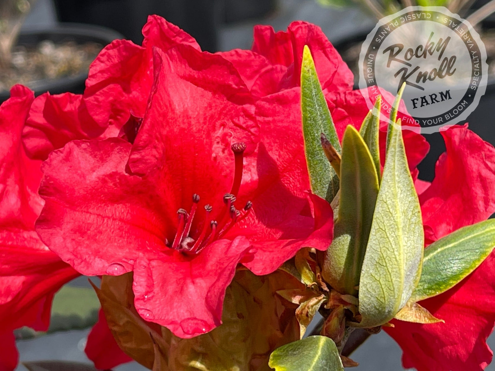 レカンフラワー レカンフラワー ブルー系 | iichi 日々の暮らしを心地よくする