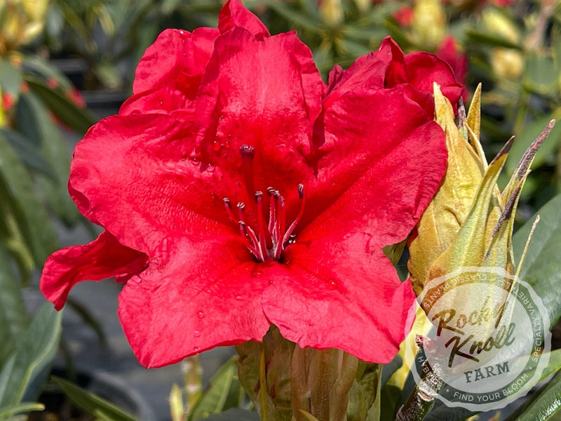Vulcan plant from Rocky Knoll Farm
