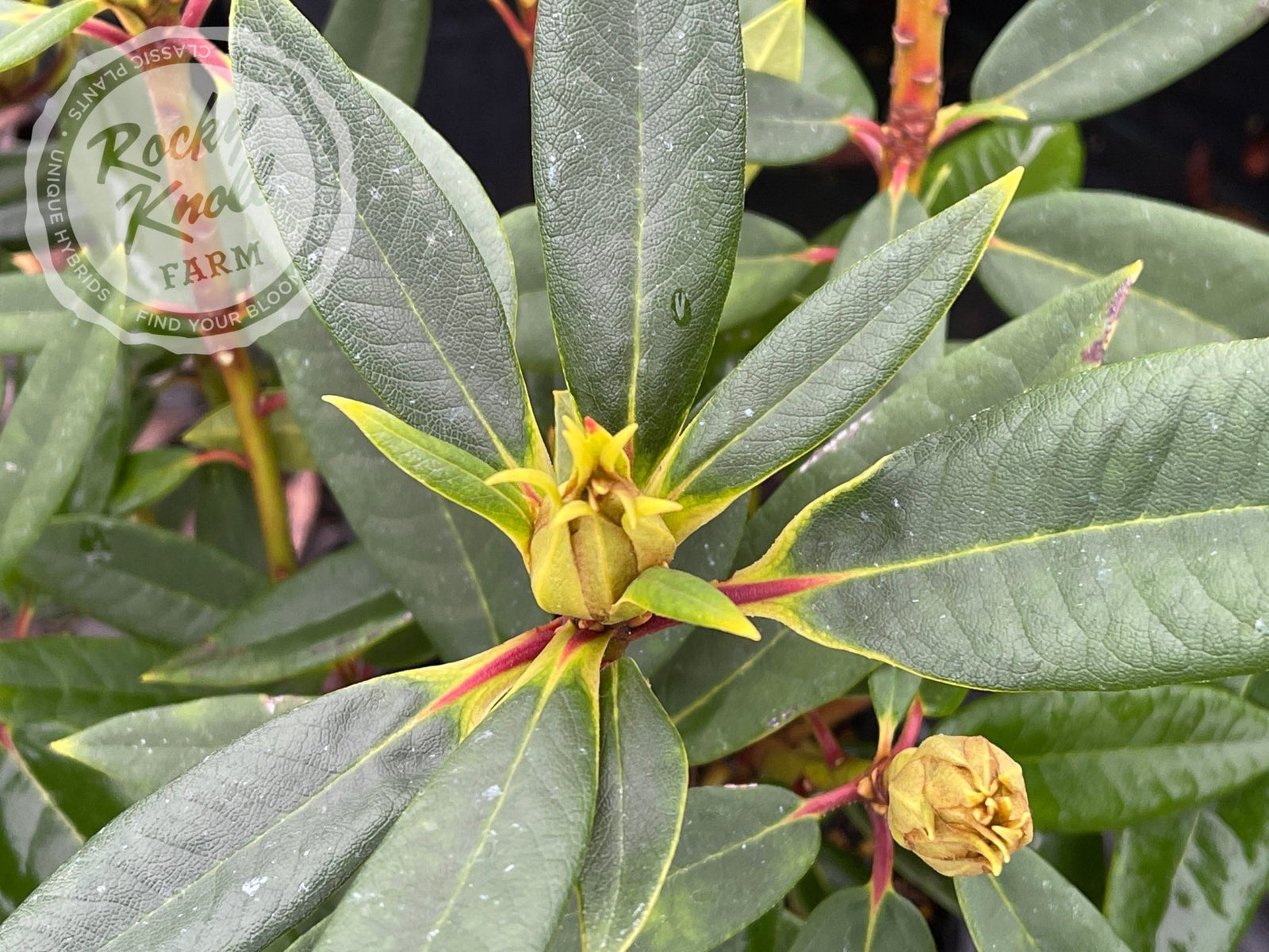 rhododendron vulcan Vulcan