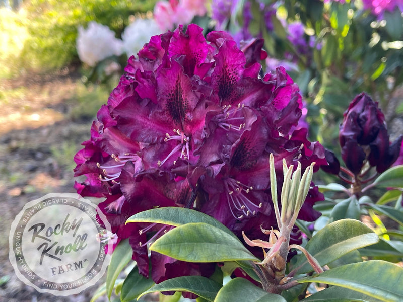 Warlock plant from Rocky Knoll Farm