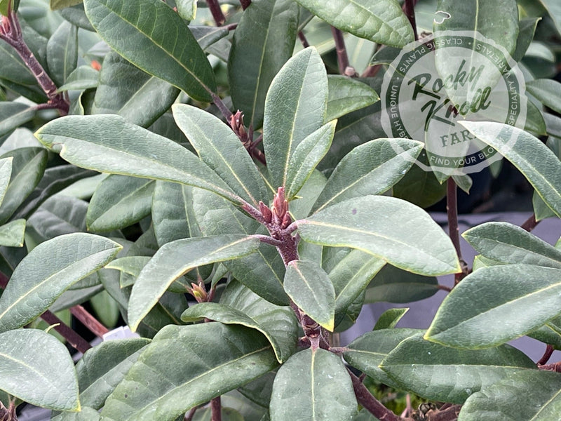Warlock plant from Rocky Knoll Farm