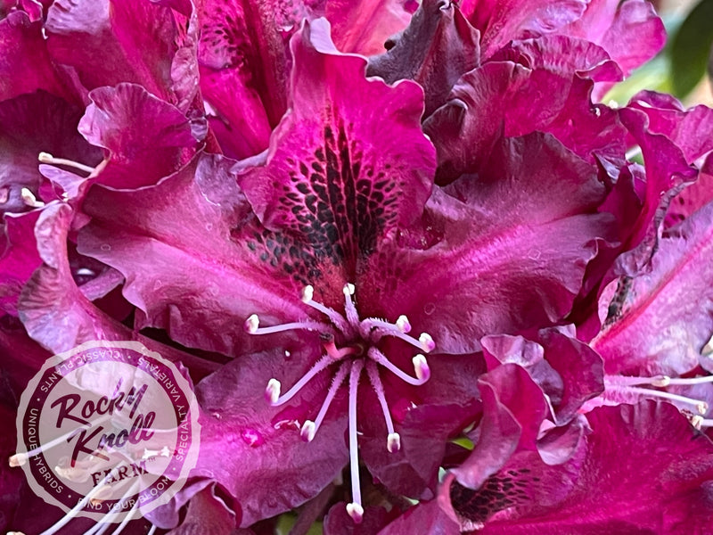 Warlock plant from Rocky Knoll Farm