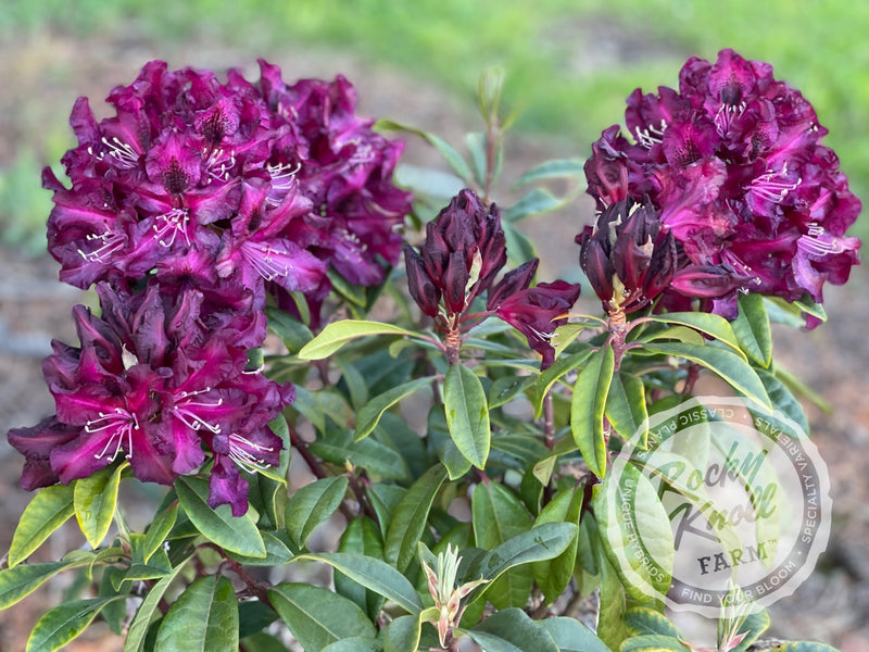 Warlock plant from Rocky Knoll Farm