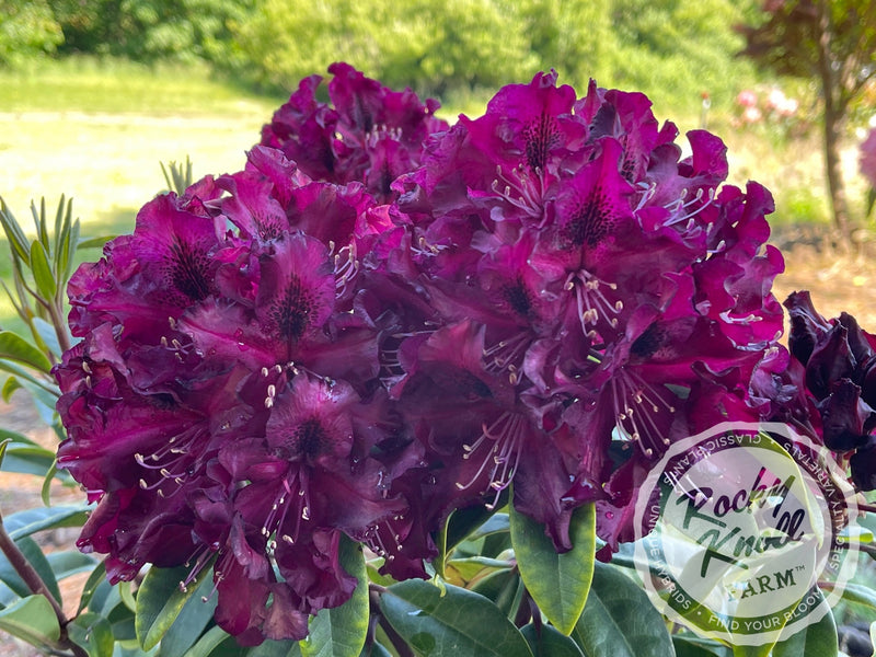 Warlock plant from Rocky Knoll Farm