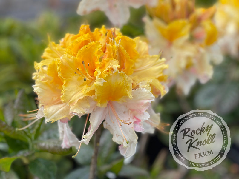Washington State Centennial plant from Rocky Knoll Farm