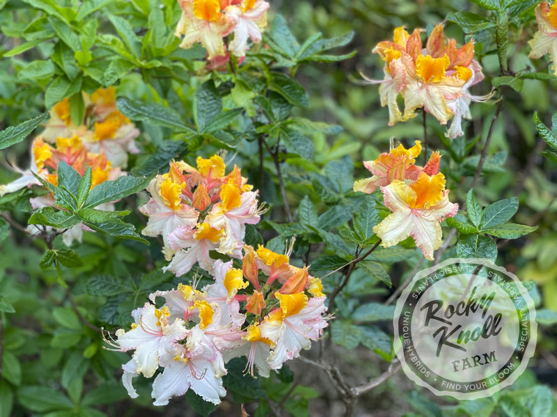 Washington State Centennial plant from Rocky Knoll Farm