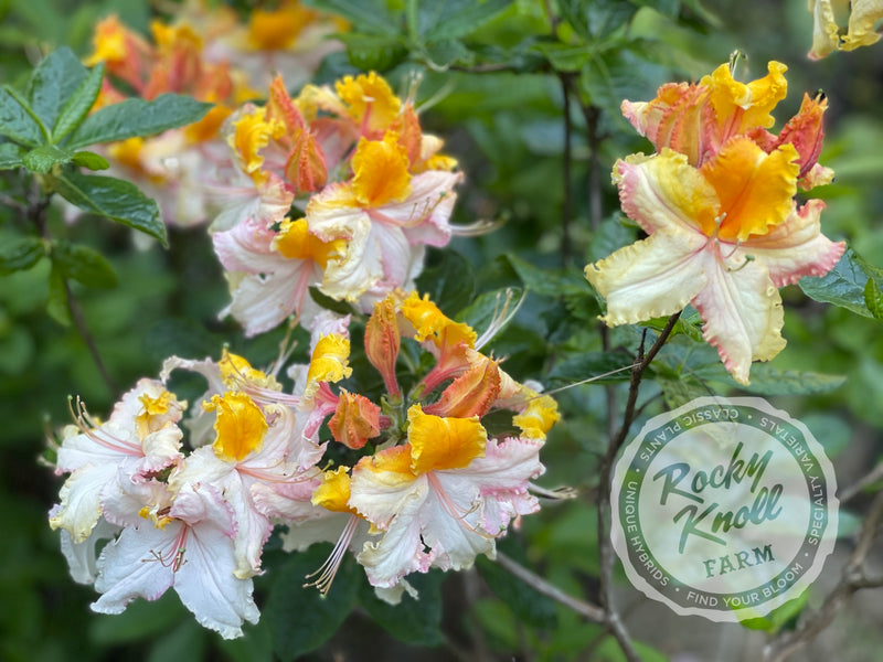 Washington State Centennial plant from Rocky Knoll Farm