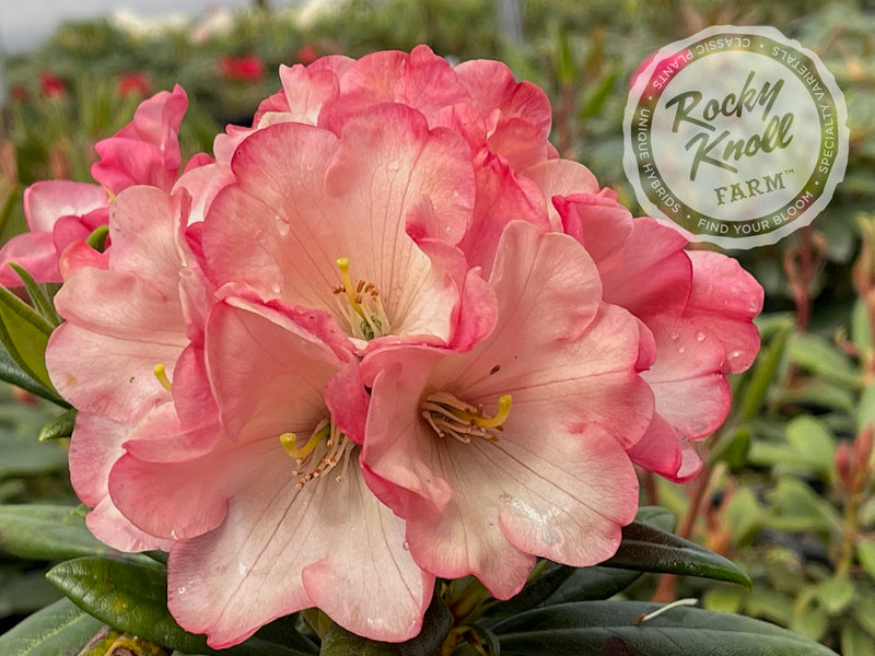 Watermelon Fizz plant from Rocky Knoll Farm