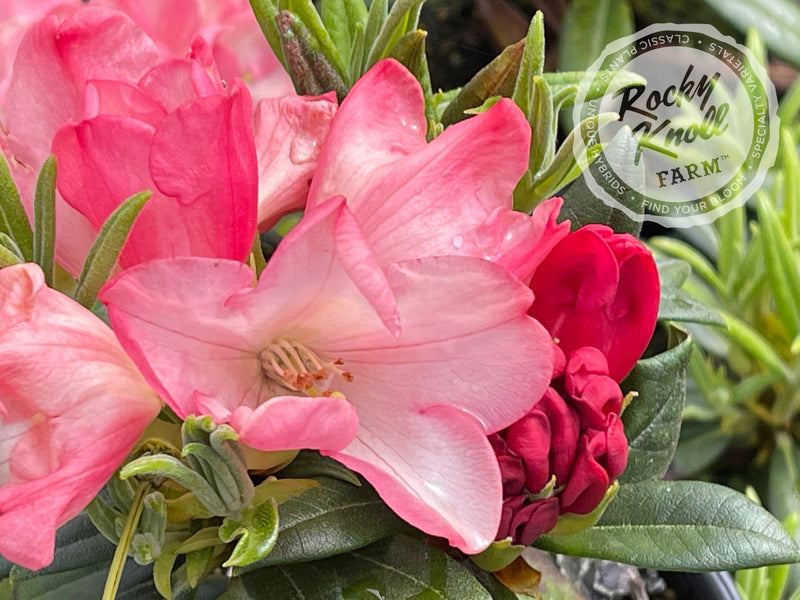 Watermelon Fizz plant from Rocky Knoll Farm