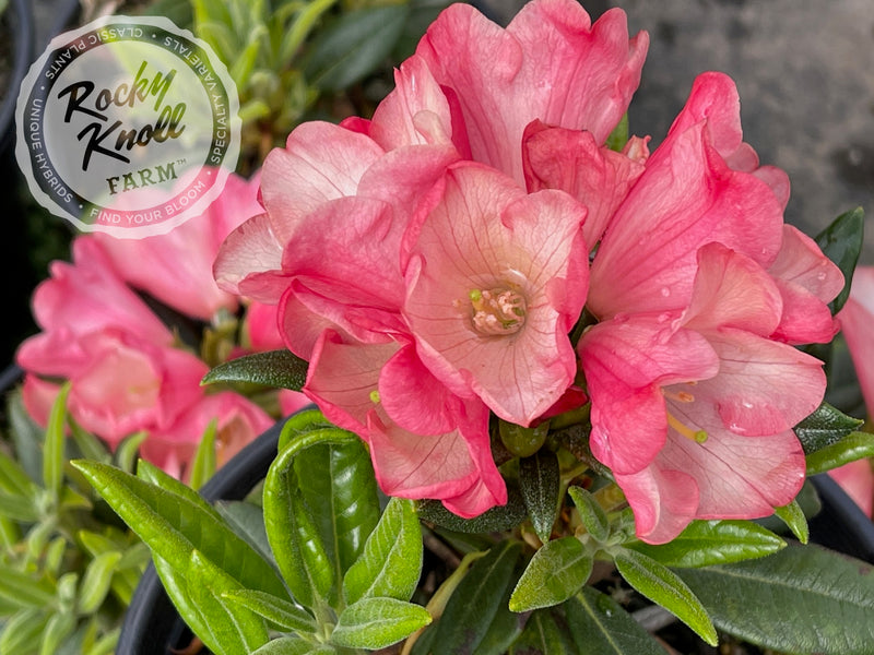 Watermelon Fizz plant from Rocky Knoll Farm