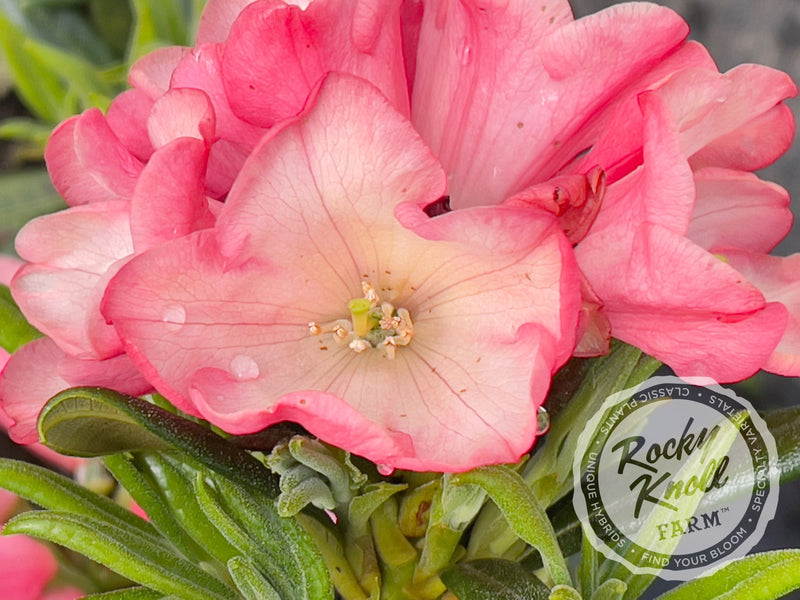 Watermelon Fizz plant from Rocky Knoll Farm