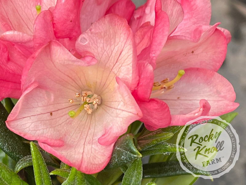 Watermelon Fizz plant from Rocky Knoll Farm
