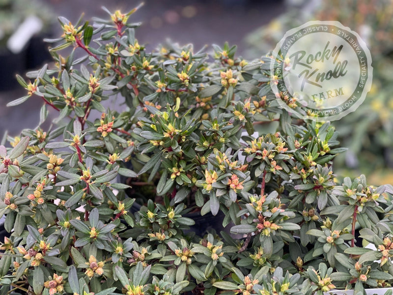 Waxbill plant from Rocky Knoll Farm