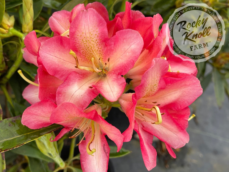 Whirlaway plant from Rocky Knoll Farm