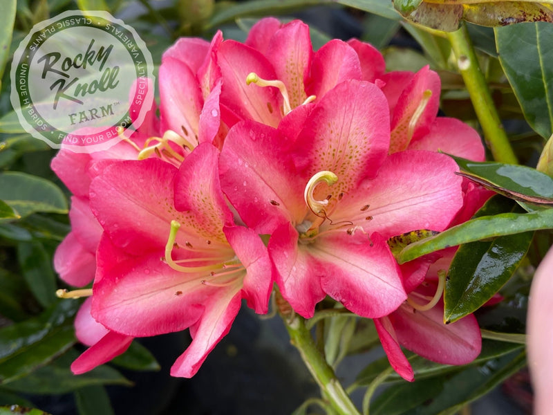 Whirlaway plant from Rocky Knoll Farm