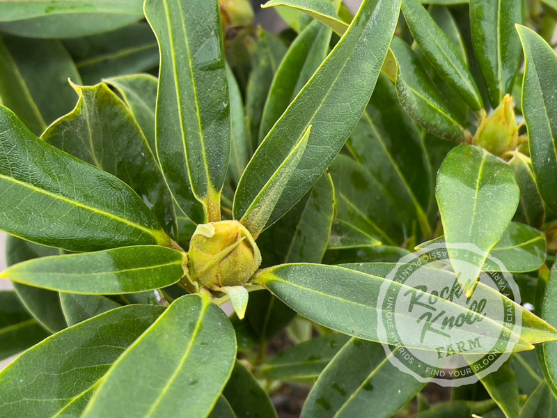 Whirlaway plant from Rocky Knoll Farm