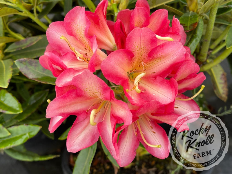 Whirlaway plant from Rocky Knoll Farm
