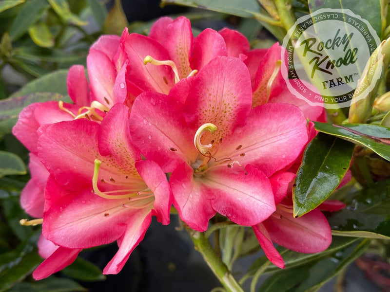 Whirlaway plant from Rocky Knoll Farm