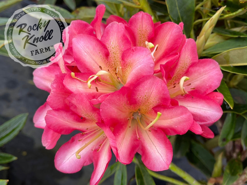 Whirlaway plant from Rocky Knoll Farm