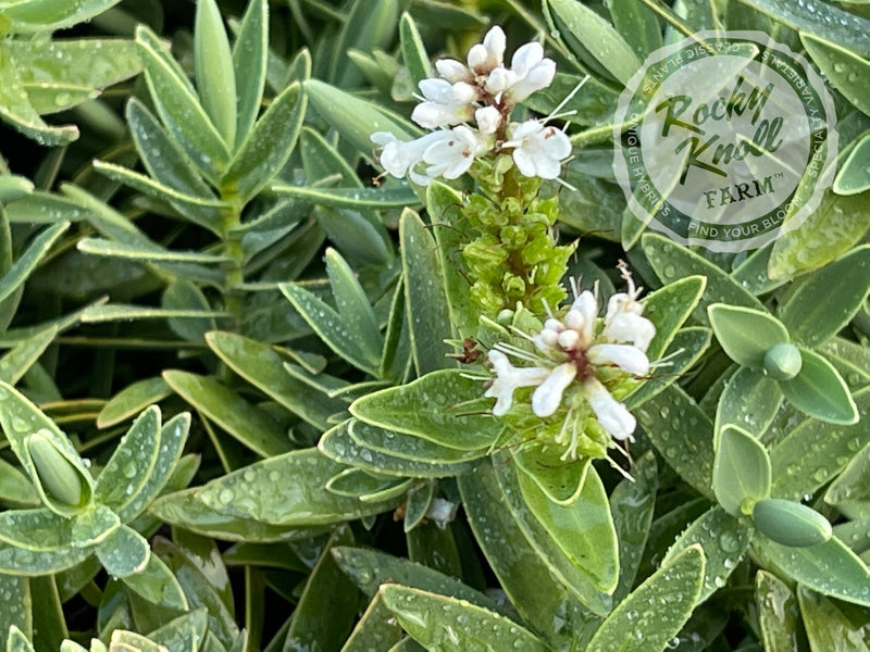 White Hebe albicans plant from Rocky Knoll Farm