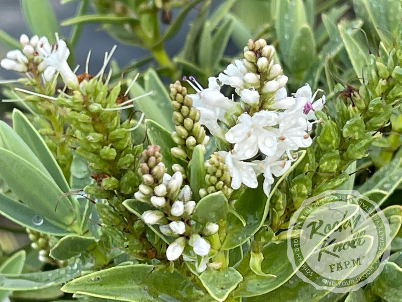 White Hebe albicans plant from Rocky Knoll Farm
