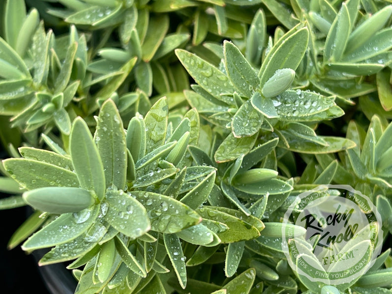White Hebe albicans plant from Rocky Knoll Farm