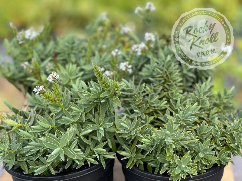 White Hebe albicans plant from Rocky Knoll Farm