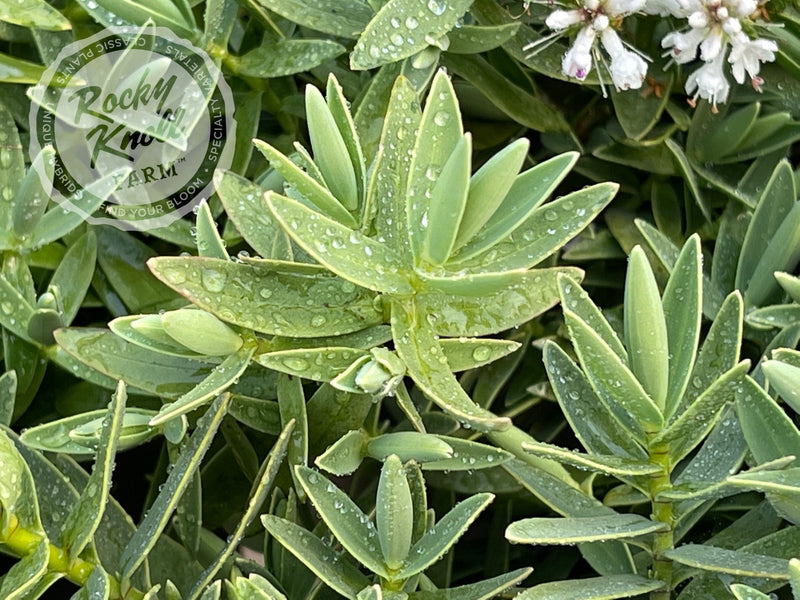 White Hebe albicans plant from Rocky Knoll Farm