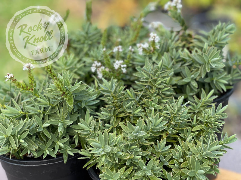White Hebe albicans plant from Rocky Knoll Farm