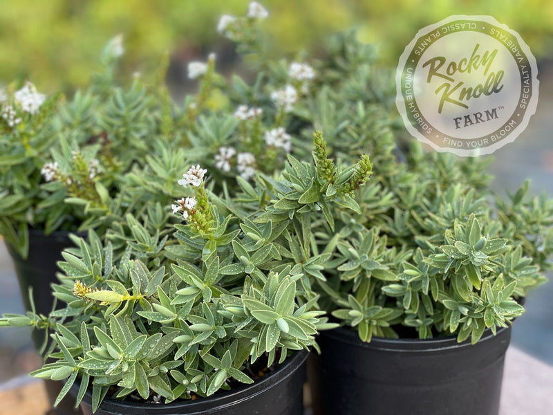 White Hebe albicans plant from Rocky Knoll Farm