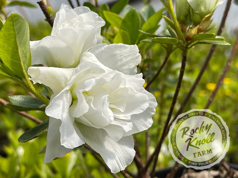 White Rosebud Azalea plant from Rocky Knoll Farm