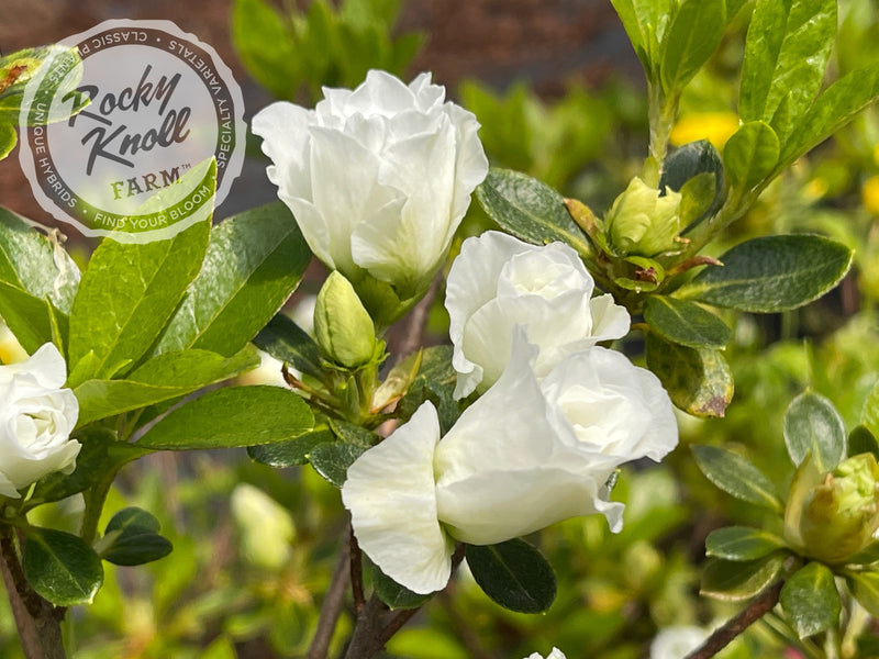 White Rosebud Azalea plant from Rocky Knoll Farm
