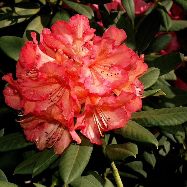 rhododendron orange flirt Whitney's Late Orange