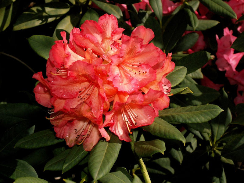 Whitney's Late Orange plant from Rocky Knoll Farm