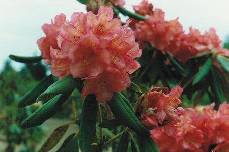 Whitney's Late Orange plant from Rocky Knoll Farm