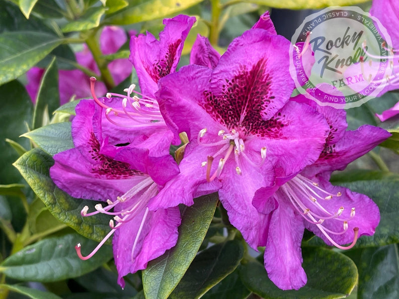 Whitney's Purple plant from Rocky Knoll Farm