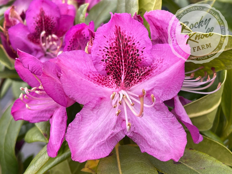 Whitney's Purple plant from Rocky Knoll Farm