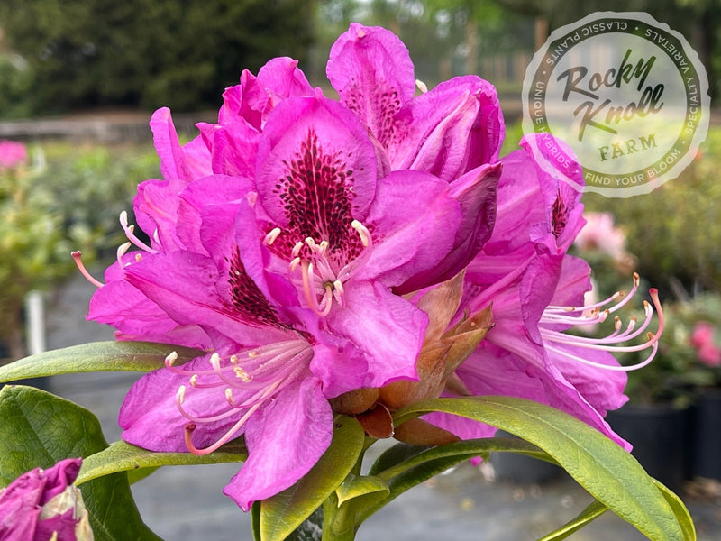 Whitney's Purple plant from Rocky Knoll Farm