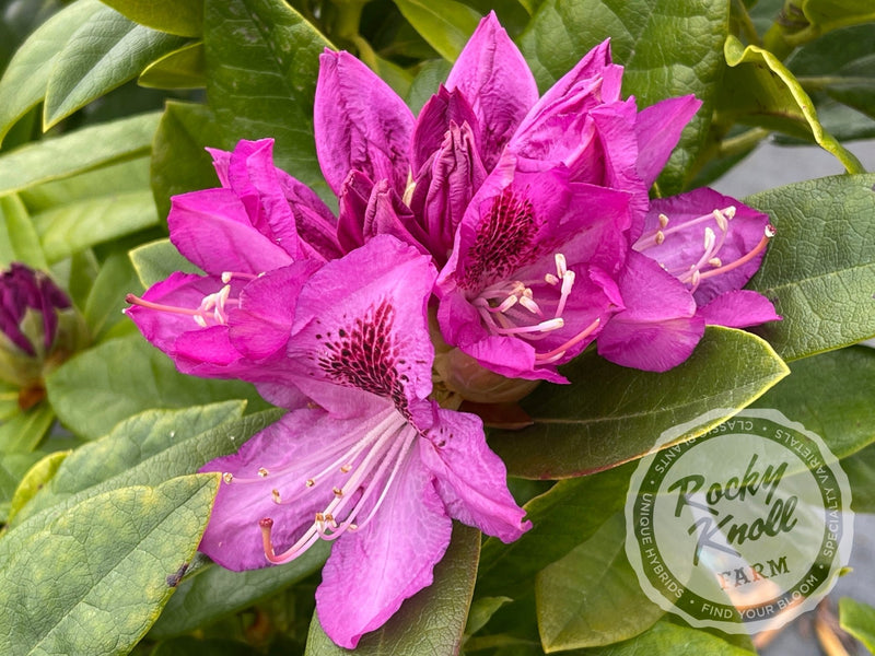 Whitney's Purple plant from Rocky Knoll Farm