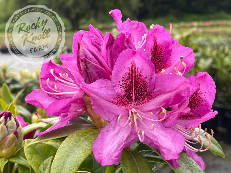 Whitney's Purple plant from Rocky Knoll Farm