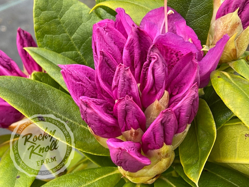 Whitney's Purple plant from Rocky Knoll Farm