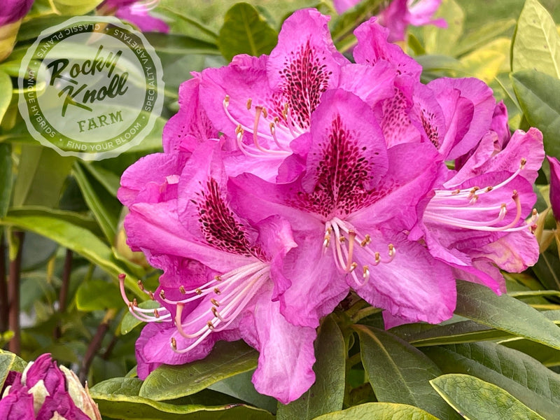Whitney's Purple plant from Rocky Knoll Farm