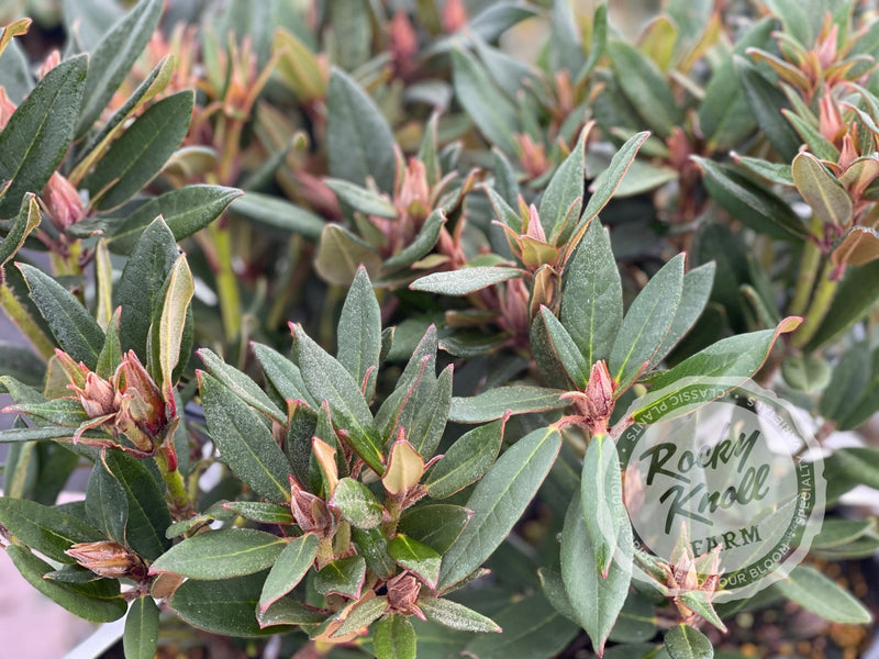 Winsome plant from Rocky Knoll Farm