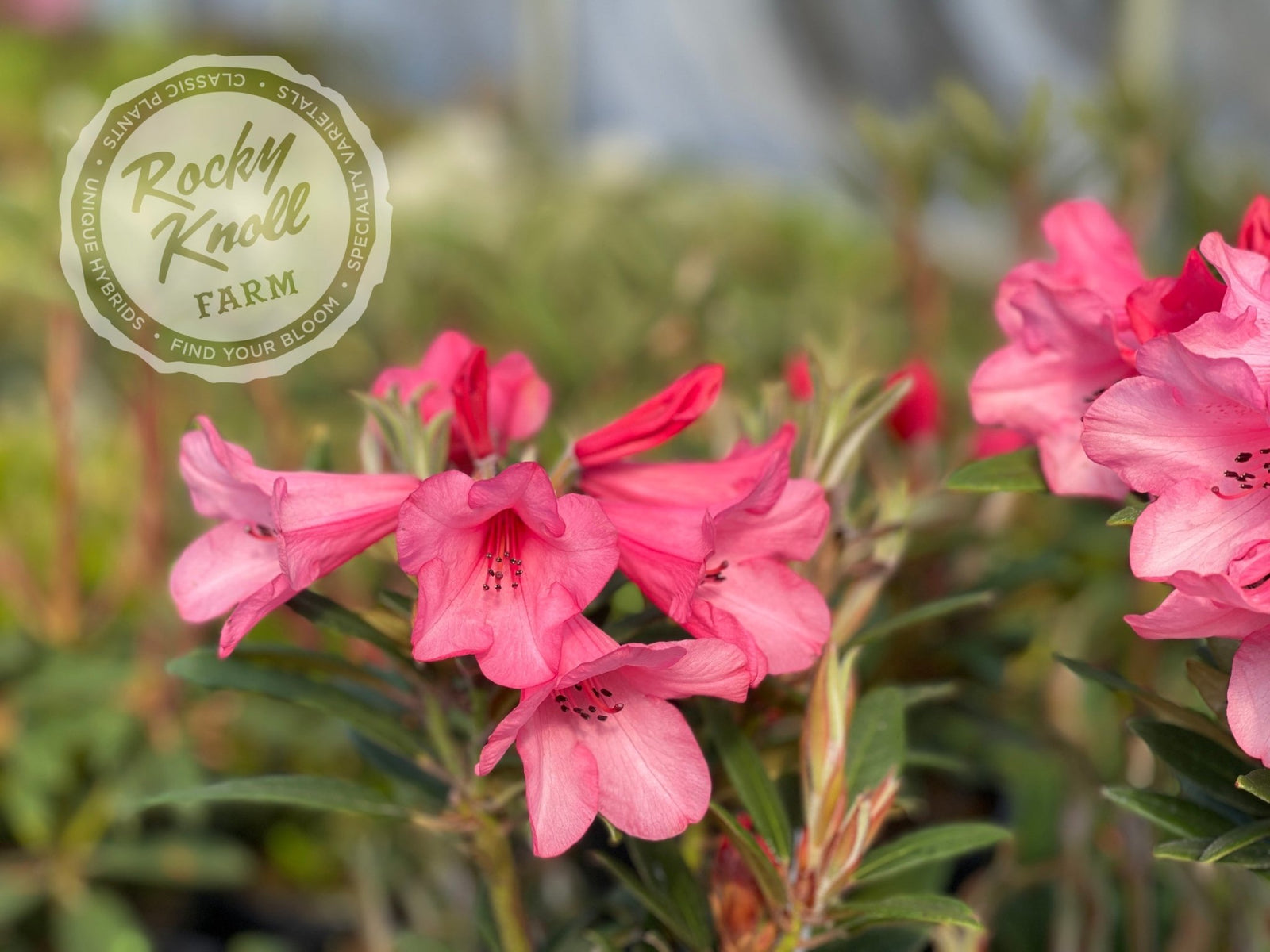 Winsome - Rocky Knoll Farm