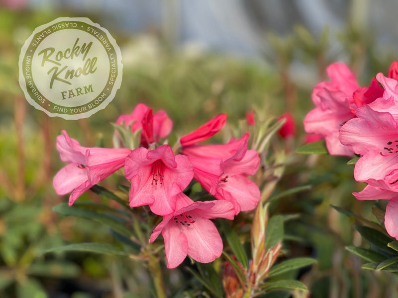Winsome plant from Rocky Knoll Farm